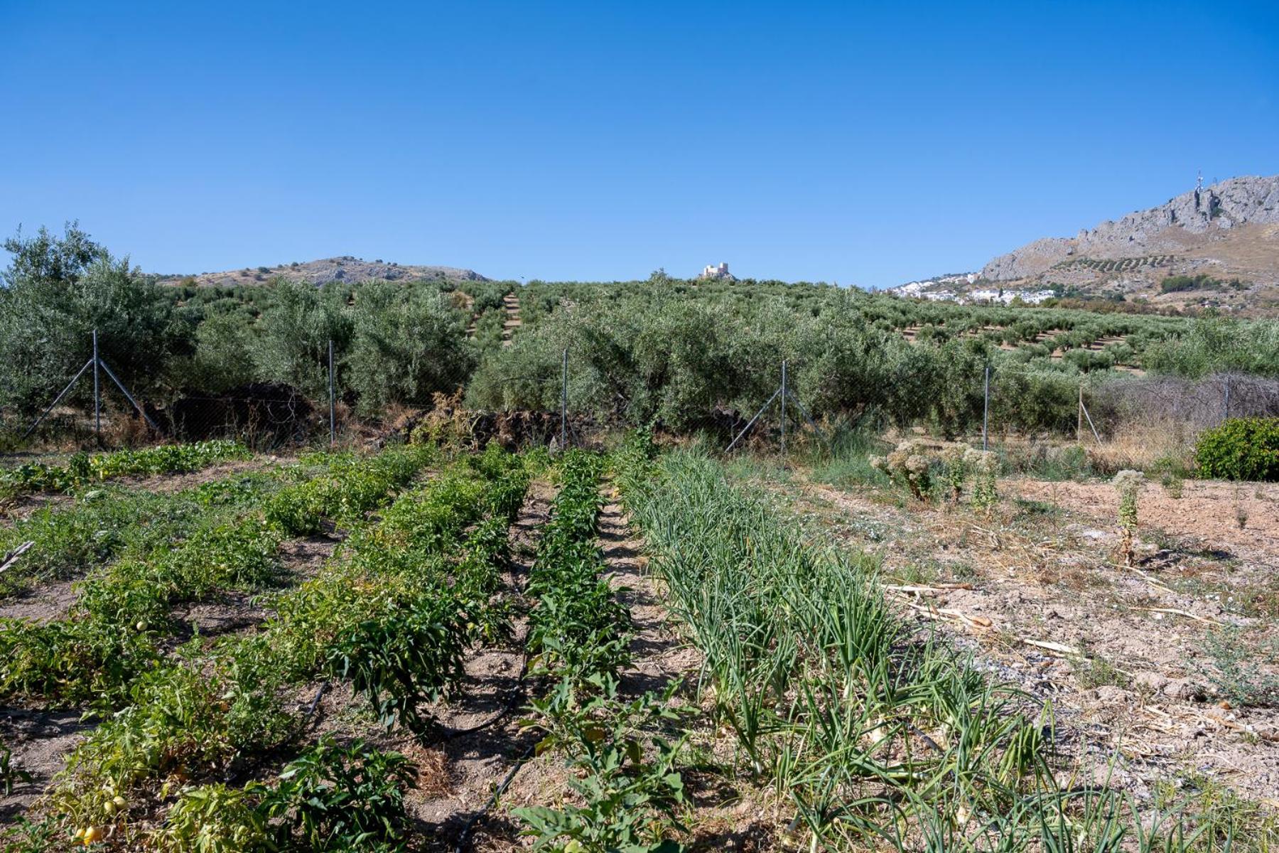 Agroturismo Ecologico El Cortijillo Luque Zewnętrze zdjęcie